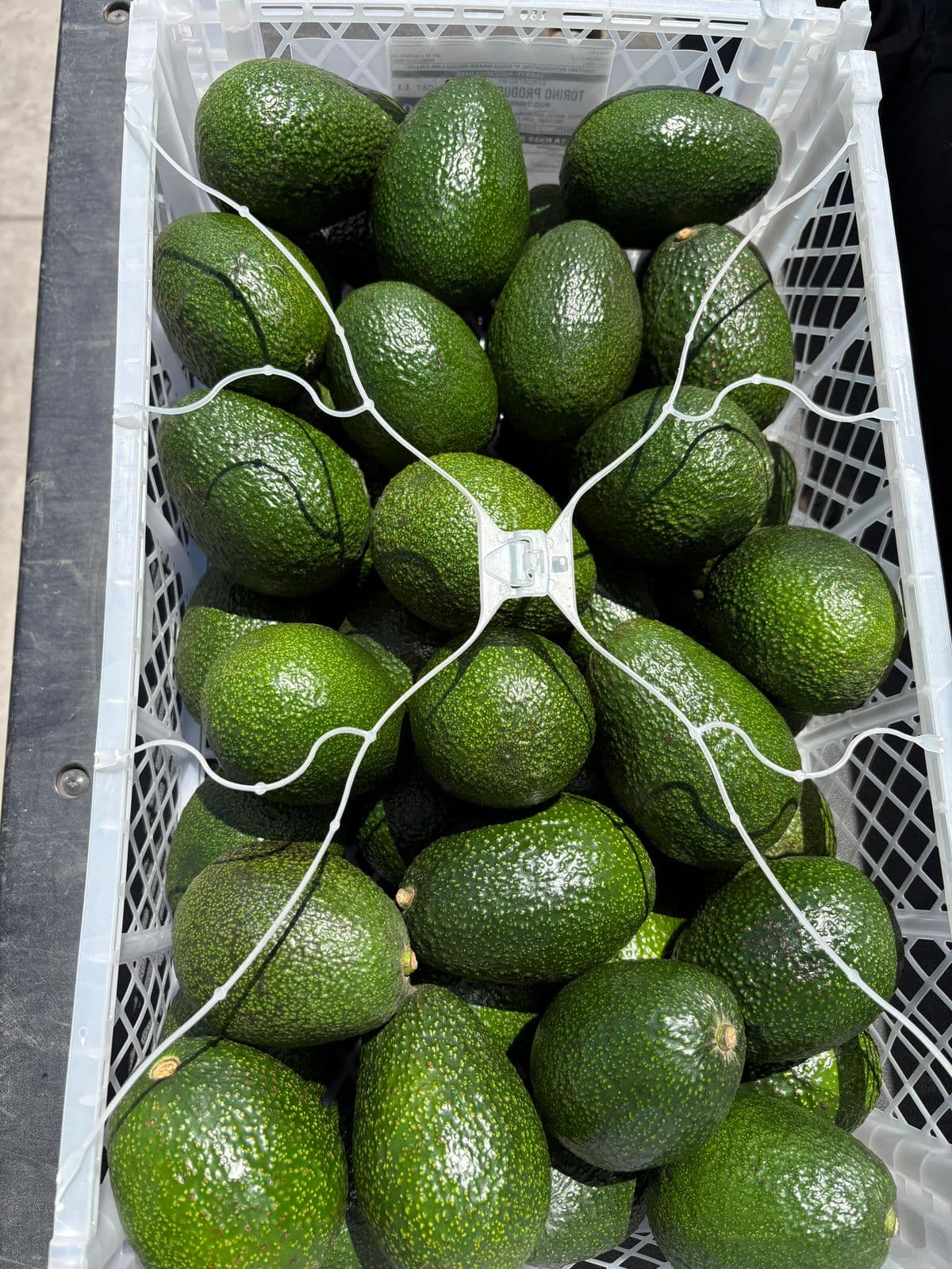 Palta Hass Rapal